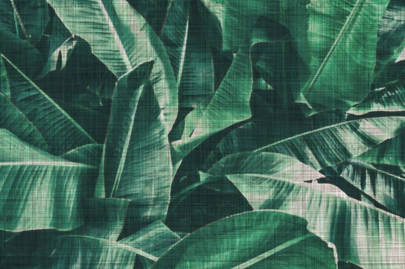 large leaves wallpaper Lots of Green variant 1